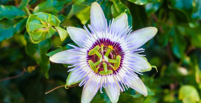 Flor de maracujá