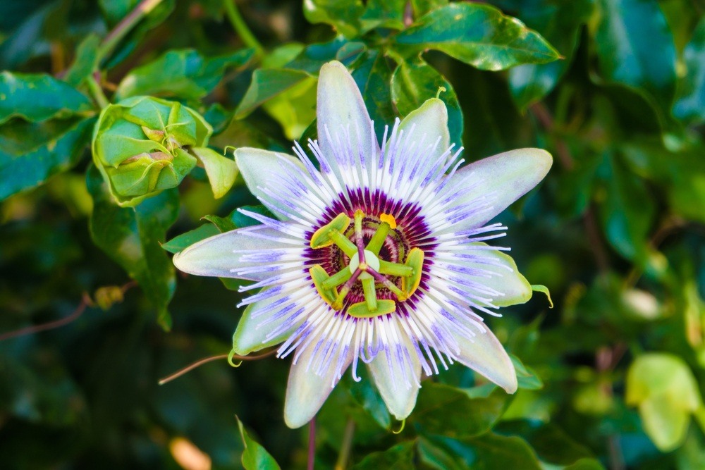 Flor de maracujá