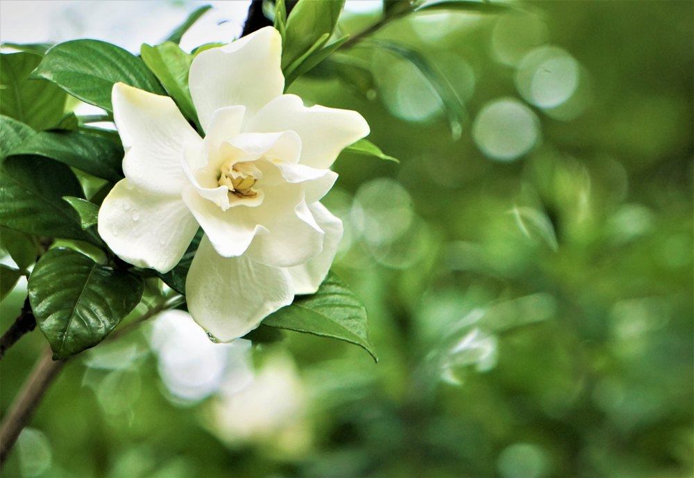 Gardenia