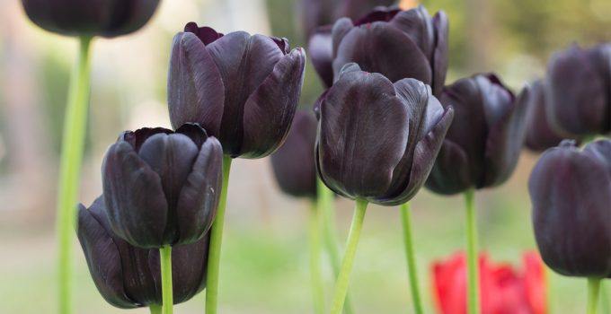 Tulipas negras