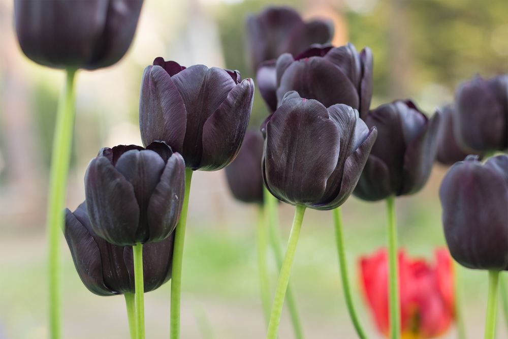 Tulipas negras