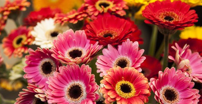 Gerbera