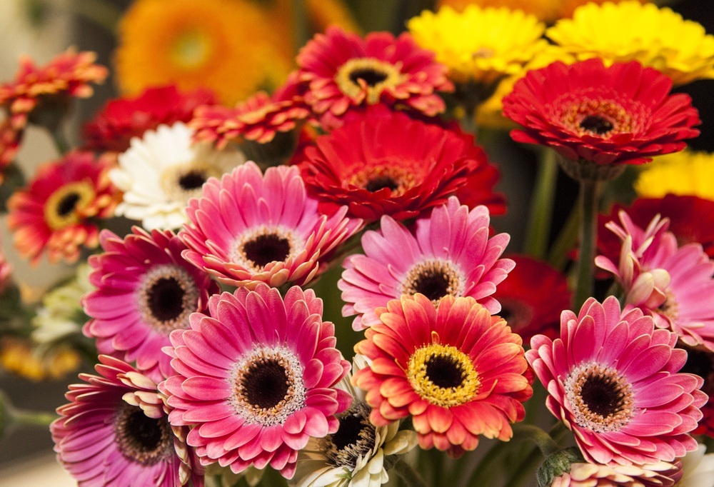 Gerbera