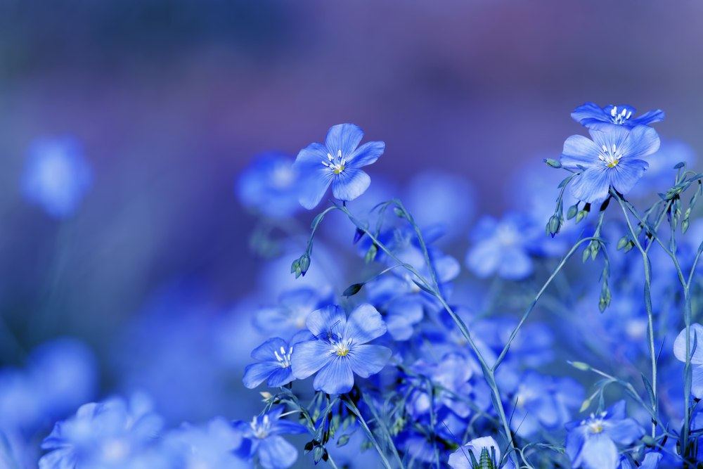 Flores Azuis - Conceito, Definição e O que é Flores Azuis